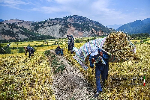 برداشت برنج به روش مدیریت تلفیقی در شالیزارهای بابل